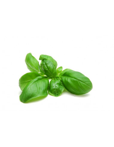 ALBAHACA