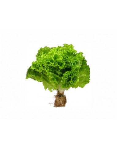 LECHUGA HIDROPONICA