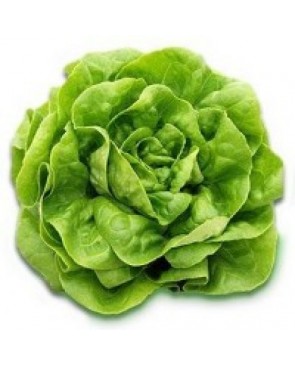 Lechuga Española